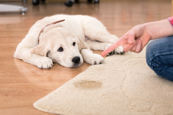 Jak odnaučit psa dělat potřebu doma?