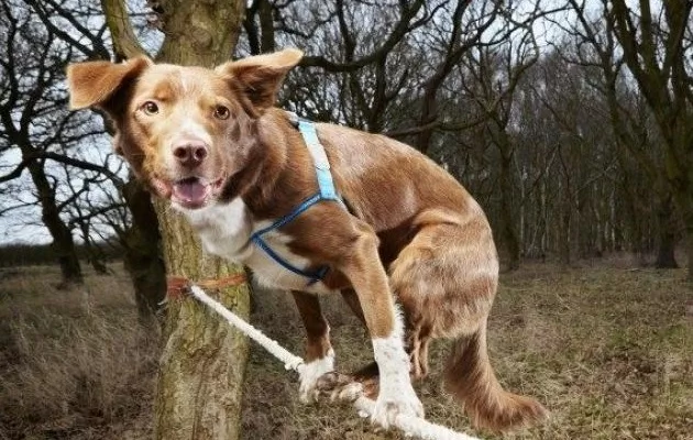 VIDEO: Ozzy - pes akrobat, který umí salta, přemety i chodit po laně!
