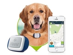 GPS obojky pro psy: A máte přehled, kde se váš pes toulá